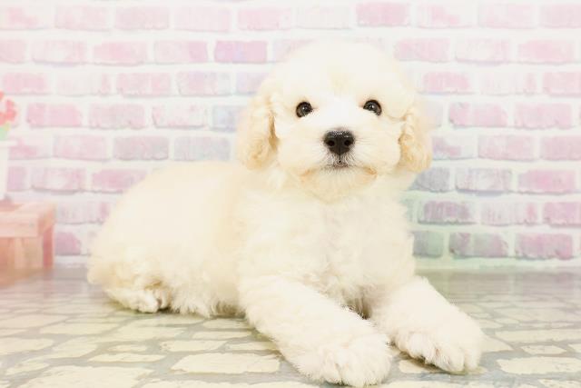 東京都のトイプードル(トイ) (Coo&RIKU足立本店/2026年3月25日生まれ/男の子/クリーム)の子犬の3枚目の画像