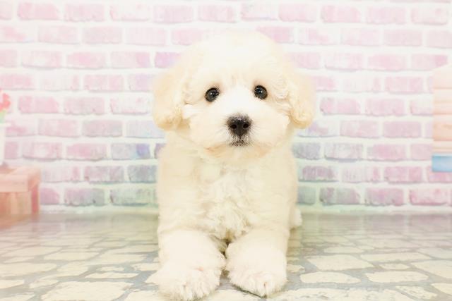茨城県のトイプードル(トイ) (Coo&RIKU石岡店/2026年3月25日生まれ/男の子/クリーム)の子犬の1枚目の画像