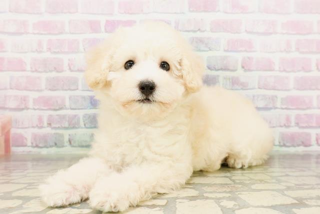 茨城県のトイプードル(トイ) (Coo&RIKU石岡店/2026年3月25日生まれ/男の子/クリーム)の子犬の2枚目の画像