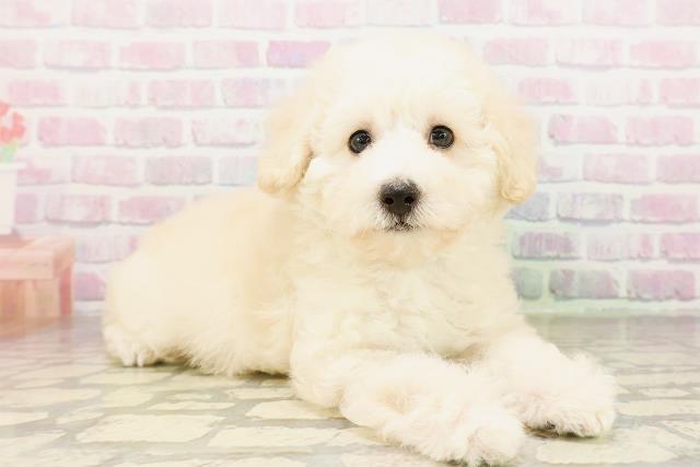 茨城県のトイプードル(トイ) (Coo&RIKU石岡店/2026年3月25日生まれ/男の子/クリーム)の子犬の3枚目の画像