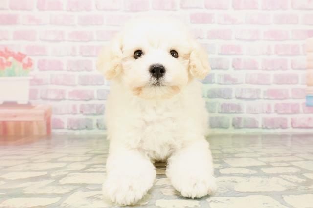 神奈川県のトイプードル(トイ) (Coo&RIKU小田原店/2026年3月25日生まれ/男の子/クリーム)の子犬の1枚目の画像