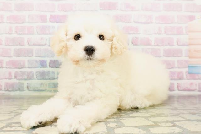 神奈川県のトイプードル(トイ) (Coo&RIKU小田原店/2026年3月25日生まれ/男の子/クリーム)の子犬の2枚目の画像
