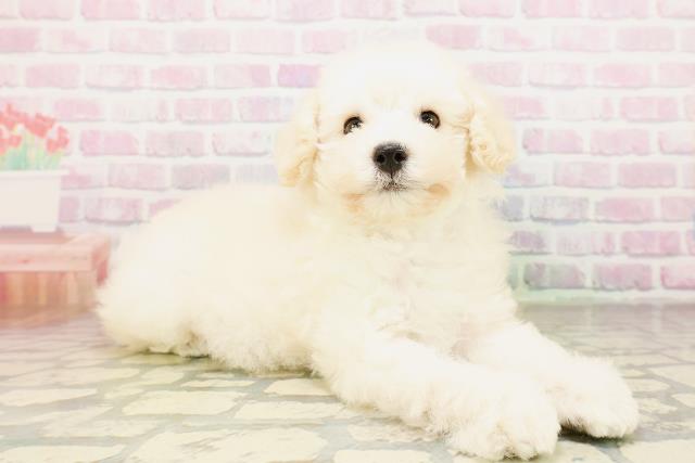 神奈川県のトイプードル(トイ) (Coo&RIKU小田原店/2026年3月25日生まれ/男の子/クリーム)の子犬の3枚目の画像
