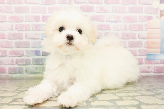 東京都のマルチーズ (Coo&RIKU福生店/2026年3月25日生まれ/男の子/ホワイト)の子犬の2枚目の画像