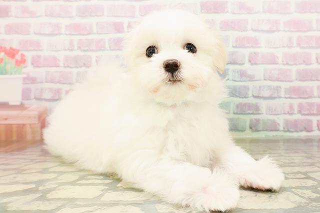 東京都のマルチーズ (Coo&RIKU福生店/2026年3月25日生まれ/男の子/ホワイト)の子犬の3枚目の画像
