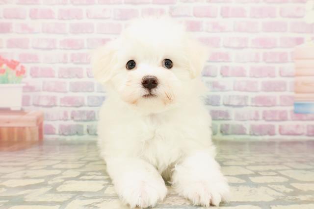 茨城県のマルチーズ (Coo&RIKU牛久店/2026年3月25日生まれ/男の子/ホワイト)の子犬の1枚目の画像