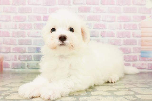 茨城県のマルチーズ (Coo&RIKU牛久店/2026年3月25日生まれ/男の子/ホワイト)の子犬の2枚目の画像