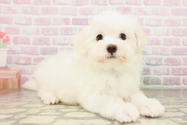茨城県のマルチーズ (Coo&RIKU牛久店/2026年3月25日生まれ/男の子/ホワイト)の子犬の3枚目の画像