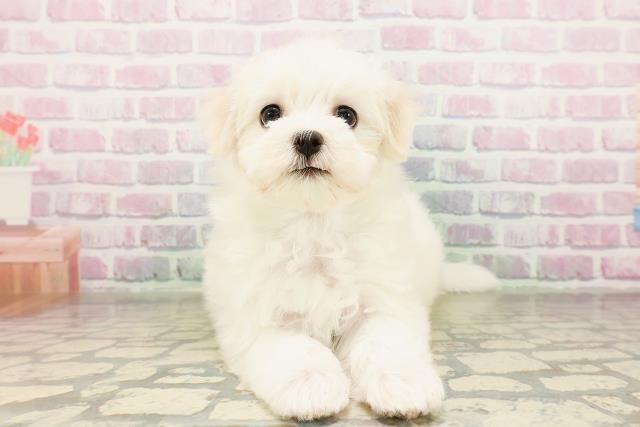 茨城県のマルチーズ (Coo&RIKU筑西店/2026年3月25日生まれ/女の子/ホワイト)の子犬の1枚目の画像