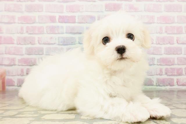 茨城県のマルチーズ (Coo&RIKU筑西店/2026年3月25日生まれ/女の子/ホワイト)の子犬の3枚目の画像