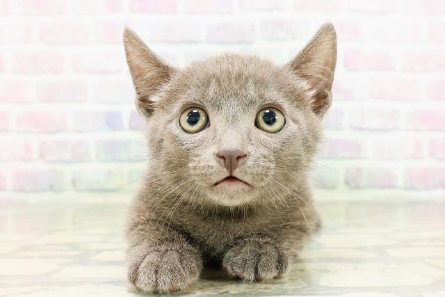 東京都のマンチカン (Coo&RIKU足立本店/2026年3月23日生まれ/男の子/ブルー)の子猫の1枚目の画像