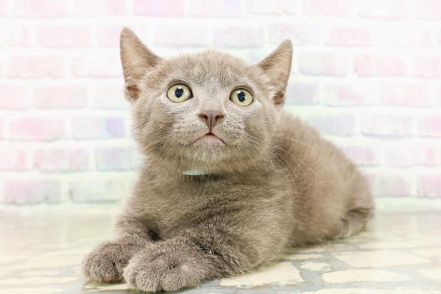 東京都のマンチカン (Coo&RIKU足立本店/2026年3月23日生まれ/男の子/ブルー)の子猫の2枚目の画像