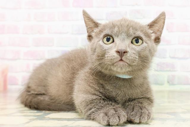 東京都のマンチカン (Coo&RIKU足立本店/2026年3月23日生まれ/男の子/ブルー)の子猫の3枚目の画像
