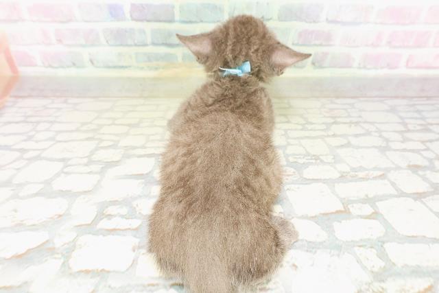 東京都のマンチカン (Coo&RIKU足立本店/2026年3月23日生まれ/男の子/ブルー)の子猫の4枚目の画像