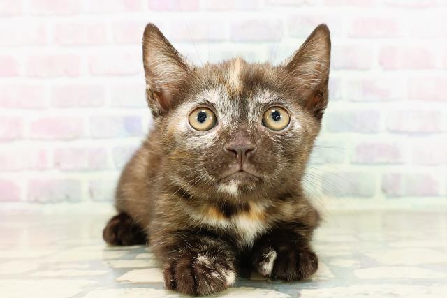 神奈川県のマンチカン (Coo&RIKU藤沢店/2026年3月23日生まれ/女の子/トーティー)の子猫の1枚目の画像