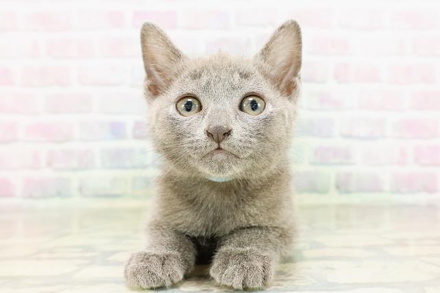 東京都のロシアンブルー (Coo&RIKU足立本店/2026年3月25日生まれ/男の子/ブルー)の子猫の1枚目の画像