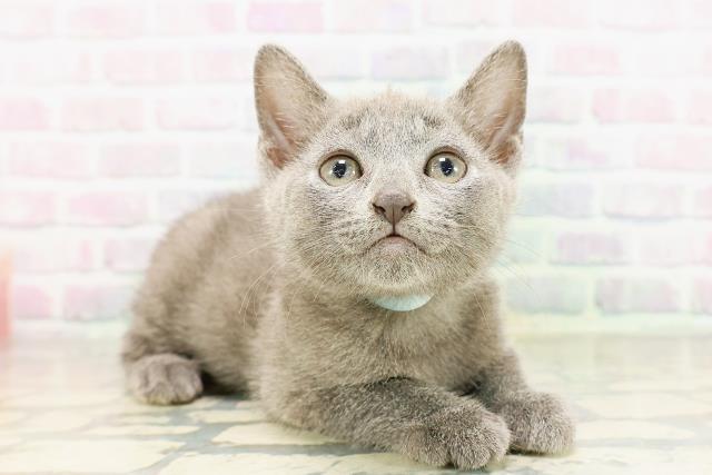 東京都のロシアンブルー (Coo&RIKU足立本店/2026年3月25日生まれ/男の子/ブルー)の子猫の3枚目の画像