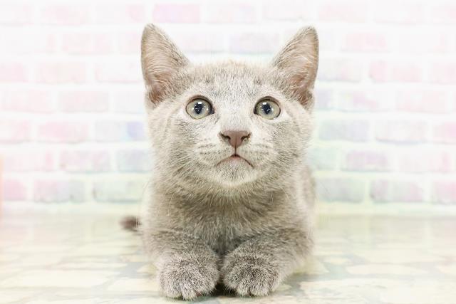 栃木県のロシアンブルー (Coo&RIKUFKDインターパーク店/2026年3月25日生まれ/男の子/ブルー)の子猫の1枚目の画像