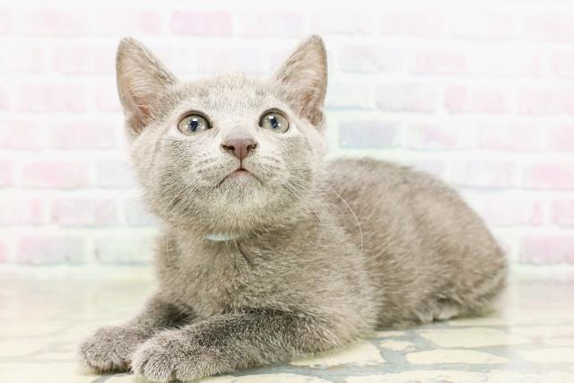 栃木県のロシアンブルー (Coo&RIKUFKDインターパーク店/2026年3月25日生まれ/男の子/ブルー)の子猫の2枚目の画像