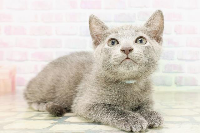 栃木県のロシアンブルー (Coo&RIKUFKDインターパーク店/2026年3月25日生まれ/男の子/ブルー)の子猫の3枚目の画像