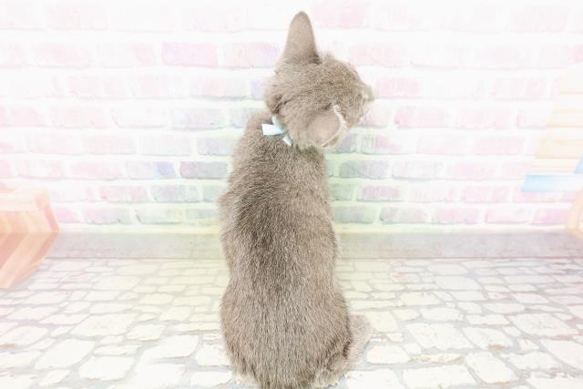 栃木県のロシアンブルー (Coo&RIKUFKDインターパーク店/2026年3月25日生まれ/男の子/ブルー)の子猫の4枚目の画像