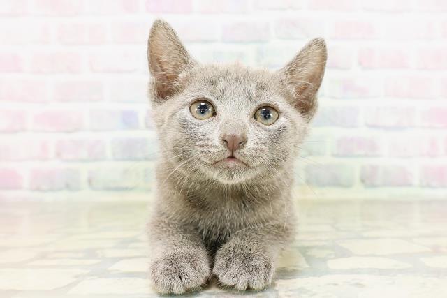 栃木県のロシアンブルー (Coo&RIKU小山店/2026年3月25日生まれ/男の子/ブルー)の子猫の1枚目の画像