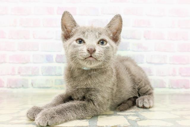 栃木県のロシアンブルー (Coo&RIKU小山店/2026年3月25日生まれ/男の子/ブルー)の子猫の2枚目の画像