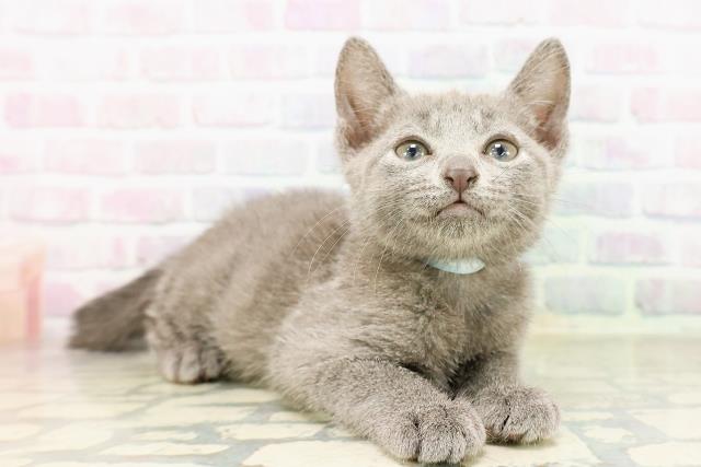 栃木県のロシアンブルー (Coo&RIKU小山店/2026年3月25日生まれ/男の子/ブルー)の子猫の3枚目の画像