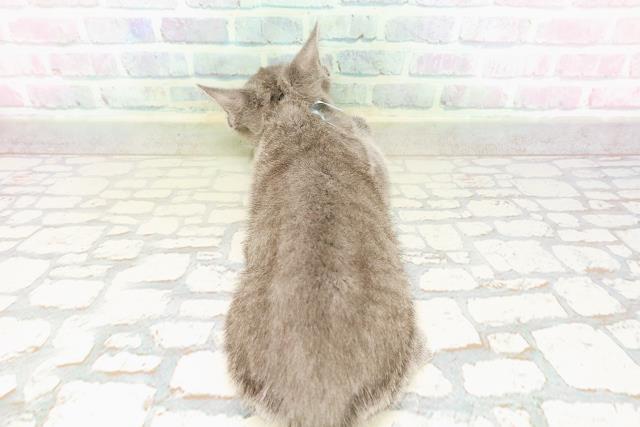 栃木県のロシアンブルー (Coo&RIKU小山店/2026年3月25日生まれ/男の子/ブルー)の子猫の4枚目の画像