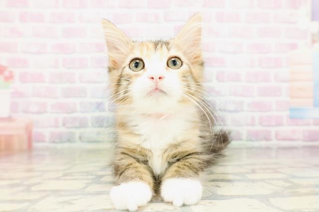 ノルウェージャン・フォレストキャット
