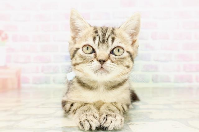 東京都のマンチカン (Coo&RIKU八王子西店/2026年3月14日生まれ/男の子/ブラウンタビー)の子猫の1枚目の画像