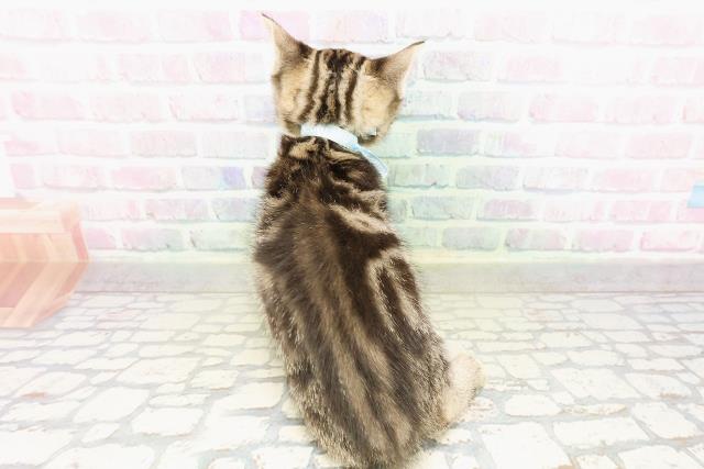 東京都のマンチカン (Coo&RIKU八王子西店/2026年3月14日生まれ/男の子/ブラウンタビー)の子猫の4枚目の画像