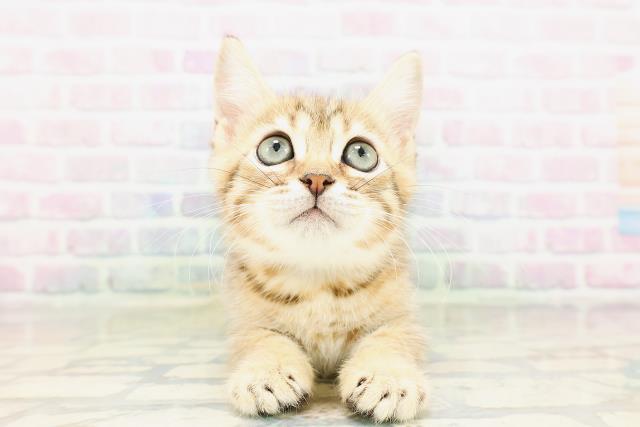 ジェネッタ