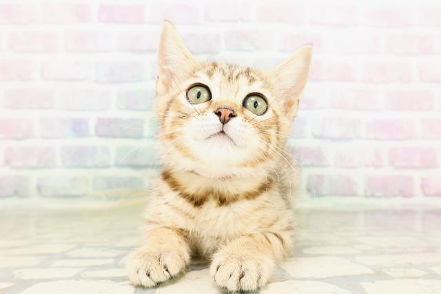 ジェネッタ