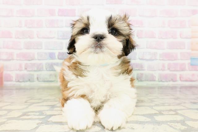 東京都のシーズー (Coo&RIKU足立本店/2026年3月25日生まれ/男の子/ホワイトゴールド)の子犬の1枚目の画像