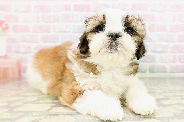 東京都のシーズー (Coo&RIKU足立本店/2026年3月25日生まれ/男の子/ホワイトゴールド)の子犬の3枚目の画像