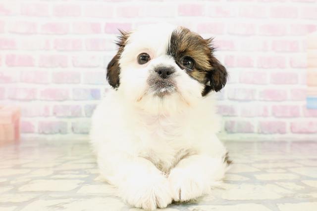 栃木県のシーズー (Coo&RIKU小山店/2026年3月25日生まれ/女の子/ホワイトゴールド)の子犬の1枚目の画像