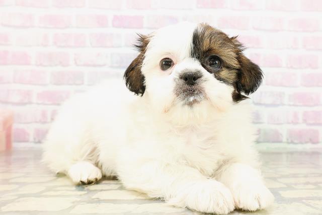 栃木県のシーズー (Coo&RIKU小山店/2026年3月25日生まれ/女の子/ホワイトゴールド)の子犬の3枚目の画像