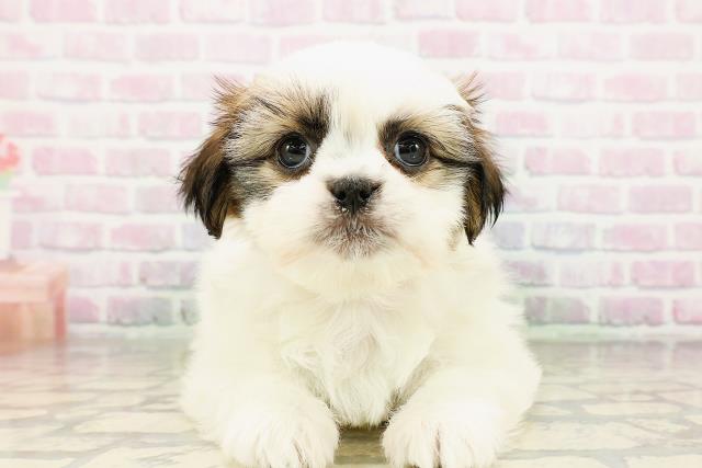 神奈川県のシーズー (Coo&RIKU平塚店/2026年3月25日生まれ/女の子/ホワイトゴールド)の子犬の1枚目の画像