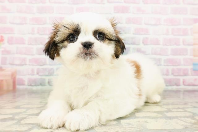 神奈川県のシーズー (Coo&RIKU平塚店/2026年3月25日生まれ/女の子/ホワイトゴールド)の子犬の2枚目の画像
