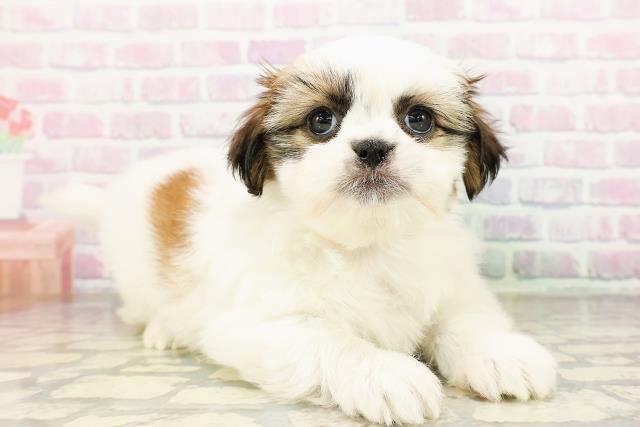 神奈川県のシーズー (Coo&RIKU平塚店/2026年3月25日生まれ/女の子/ホワイトゴールド)の子犬の3枚目の画像