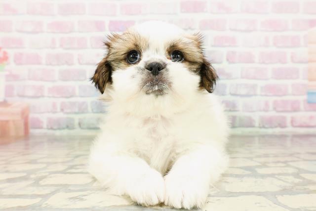 茨城県のシーズー (Coo&RIKU筑西店/2026年3月25日生まれ/女の子/ホワイトゴールド)の子犬の1枚目の画像