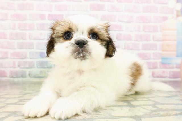 茨城県のシーズー (Coo&RIKU筑西店/2026年3月25日生まれ/女の子/ホワイトゴールド)の子犬の2枚目の画像