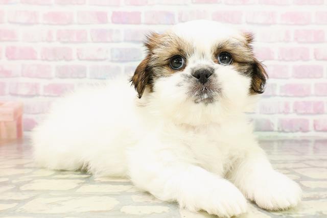 茨城県のシーズー (Coo&RIKU筑西店/2026年3月25日生まれ/女の子/ホワイトゴールド)の子犬の3枚目の画像