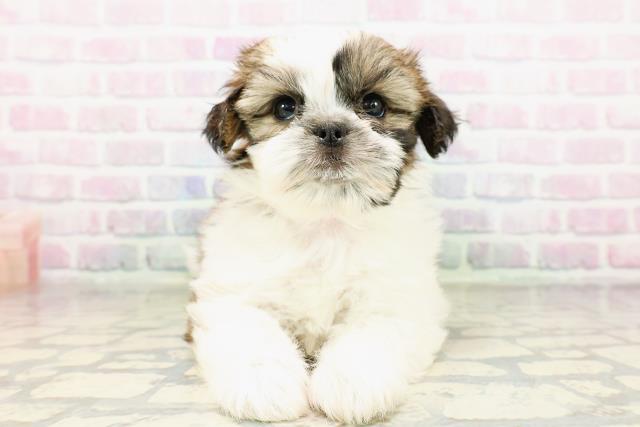 栃木県のシーズー (Coo&RIKUFKDインターパーク店/2026年3月25日生まれ/女の子/ホワイトゴールド)の子犬の1枚目の画像
