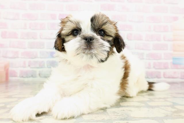 栃木県のシーズー (Coo&RIKUFKDインターパーク店/2026年3月25日生まれ/女の子/ホワイトゴールド)の子犬の2枚目の画像