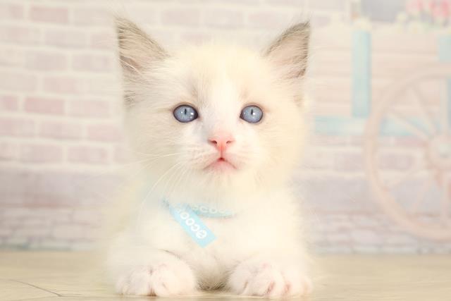 愛知県のラグドール (Coo&RIKU岡崎店/2026年3月25日生まれ/男の子/ブルーポイントバイカラー)の子猫の1枚目の画像