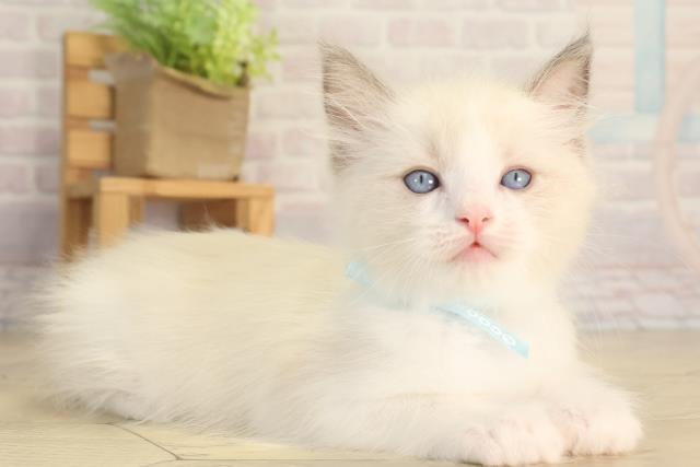 愛知県のラグドール (Coo&RIKU岡崎店/2026年3月25日生まれ/男の子/ブルーポイントバイカラー)の子猫の2枚目の画像