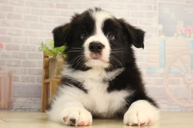 愛知県のボーダーコリー (Coo&RIKU岡崎店/2026年3月25日生まれ/男の子/ブラックホワイト)の子犬