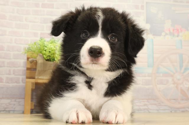 静岡県のボーダーコリー (Coo&RIKU富士店/2026年3月25日生まれ/女の子/ブラックホワイト)の子犬